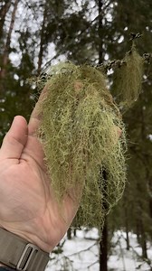 Today I’m Collect Usnea lichen. . Spanish moss (usnea) is a bushy lichen with a long thallus resembling a “beard”. It has valuable antibacterial, antiviral, antiseptic and other properties. ♻️ Known for its anti-inflammatory, antispasmodic, antipyretic properties, usnea activates the immune system, has a beneficial effect on the heart and blood vessels, helps lower blood pressure, regulates metabolic processes in the body, and promotes the smooth functioning of the digestive system. ♻️ The liche