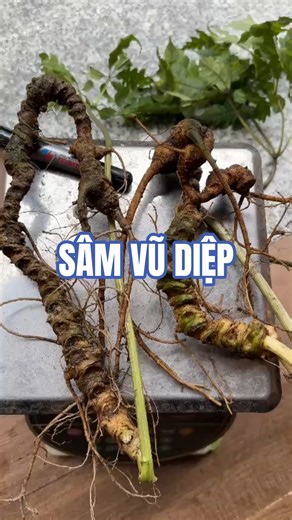 SÂM VŨ DIỆP #sâm_việt_nam #sâm_vũ_diệp
