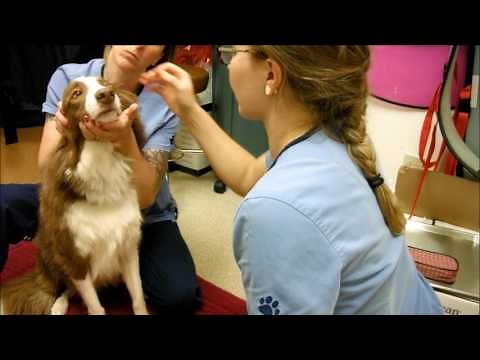 Task 47; Fluorescein Stain Test on Dog