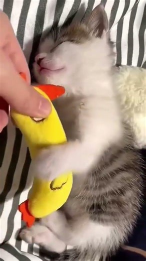 Adorable Kitten Cuddles a Toy!