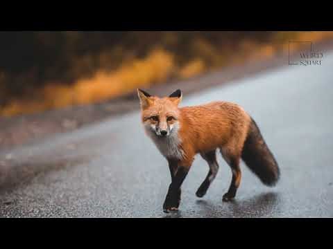 Jackal | Jackals communicate with members of their pack using howls, growls