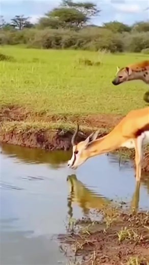 Wonderful Sounds of Animals in Nature