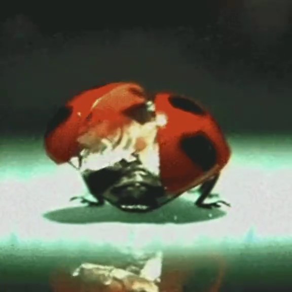 ladybugs gif edit 🐞🎼 next i shall do mantis ! #ladybug #gif #gifedit #aestheticedits #whimsical