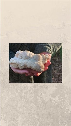 Lion’s Mane and Brain Health | Nerve Growth Factor Explained