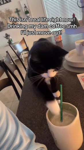 Funny Cat Drinking Coffee Memes Compilation