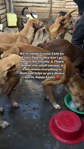 Help us raise $100 for Easter food 🙏 Every donation counts—please give via our PayPal link in bio ❤️