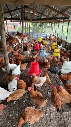 #goviral #poultryfarming