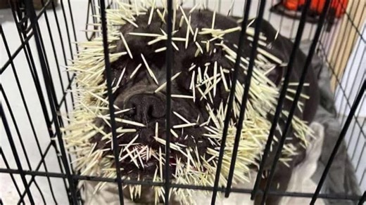 Dogs injured by quills and cans rescued by Twin Cities operation