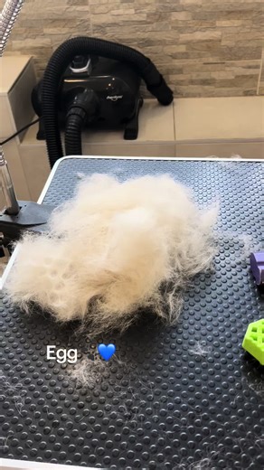 #fyp #salonzapsezemun #sisanjepasazemun #negapasazemun #mops