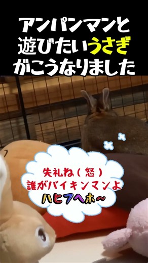 【うさぎがわが家にやってきた＃47】朝起きたら「愉快な仲間たち」を起こしにダッシュするうさぎ、アンパンマンを起こそうとしたらバイキンマンと勘違いされて…＃うさぎ＃ネザーランド・ドワーフ＃アンパンマン