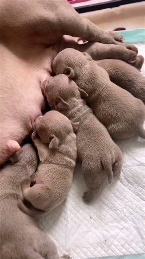 Newborn Puppy Drinking Its Mother’s Milk 🐶💖小さな子犬が母犬からミルクを飲んでいる
