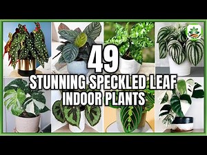 49 Speckled Leaf Indoor Plants | Indoor Variegated Plants with Patterns | Plant and Planting