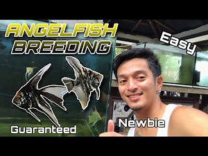 ANGEL FISH BREEDING (BEGINNERS GUIDE)