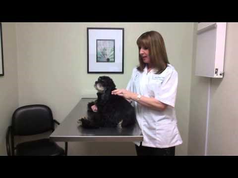 How to give an insulin injection to your pet