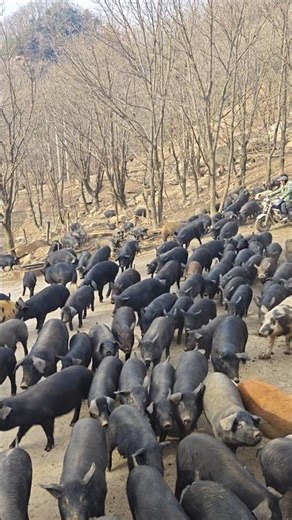 Amazing Pig Farming #enjoyrurallife #naturerurallife #rurallife #mycountrylife #pigfeed