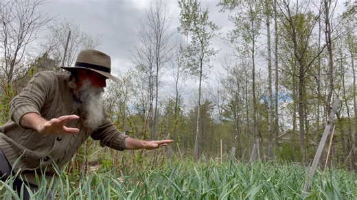 How to transplant everbearing raspberries, protect your garden, and harvest abundant fruit!