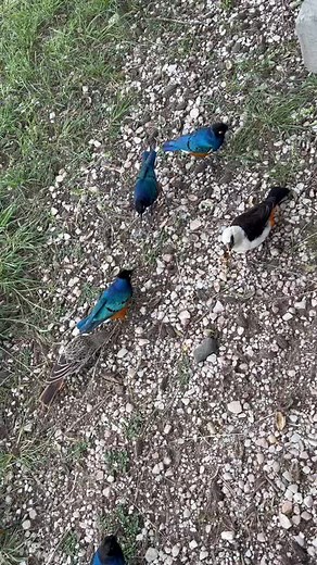 Baddy (@baddy005)’s videos with son original - Baddy