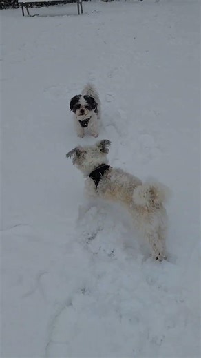 spelen in de sneeuw
