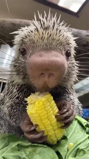 3.8K views · 49 reactions | Avez-vous déjà vu un porc-épic manger du blé d'Inde? #nature | Québec FIER | Facebook