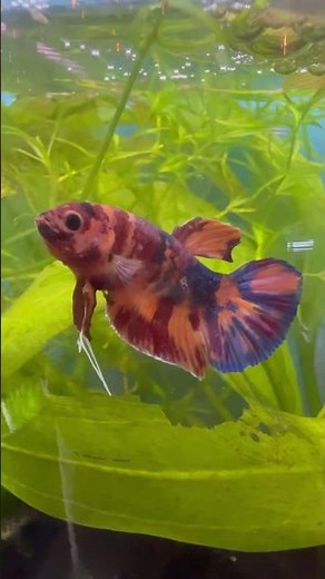 EXOTIC TANGERINE KOI MALE BETTA FISH One Of The Most Beautiful Fish In The World!