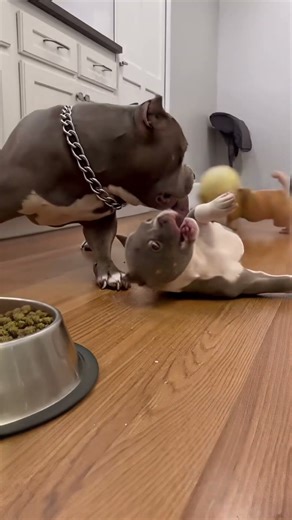 The SCARIEST Dog Ever! 😂 Watch the Puppy's Reaction!