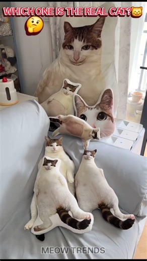 Which One Is the Real Cat? 😳🐱 (Only Genius Can Spot It!#cat#trollfaceedit#brainrot#shorts#usa#viral
