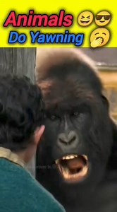 Animals do yawning 😴 #animals #wildlife #fats #entertainment | Shopping DEALS