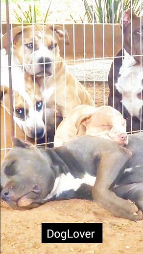 The Most Dangerous Dog Breeds (2025)