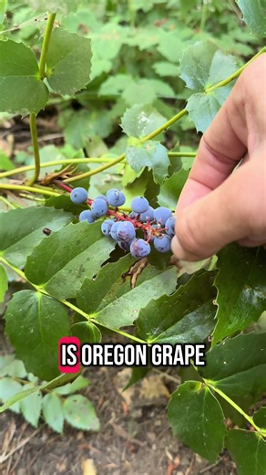 PNW_funguy (@pnw_funguy)’s videos with original sound - PNW_funguy