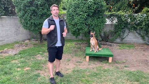 Why your dog responds slowly and how to fix it with proper training