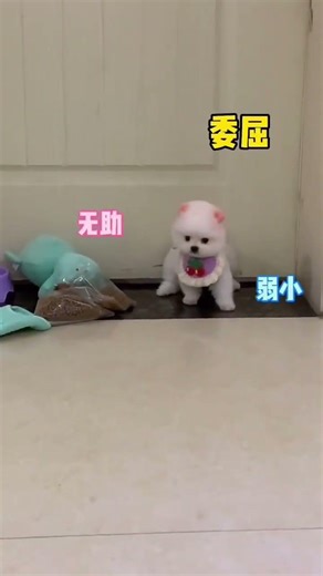 Teacup Dog #Pomeranian #Pomeranian Shunsuke