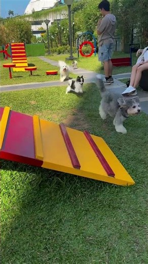 Birthday Paw Park Date #cody #barkday #funtime #maltese #furbaby