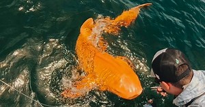 Everything We Know About the Neon Orange Shark Discovered in Costa Rica