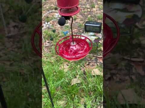 Hummingbirds at the Homestead - Ruby-throated Hummingbird Feeder Cam 04/06/2026