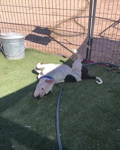 31 reactions · 20 shares | Momo (A235223) getting a good scratch in during playgroup. This adorable cow-print  pitty is available for adoption, foster, and rescue. #adopt #adoptdontshop #foster #fosteringsaveslives #shelterdog | Pinal County Animal Care and Control | Facebook