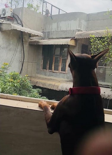 Doberman barking at monkey 🐵 #doberman