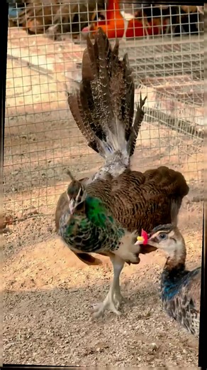 Peacock opens its screen (@peacockopensitsscreen)’s videos with Canyons - Official Sound Studio