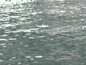 青木大介プロ直伝 ジョインテッドクロー使い方