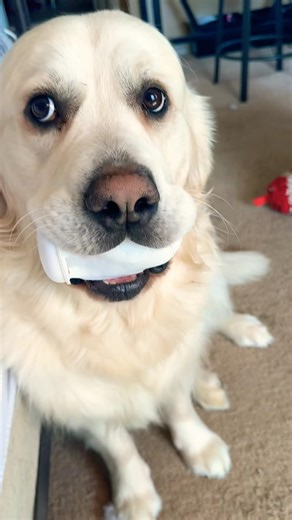 Dramatic Golden Retriever Toy Heartbreak…