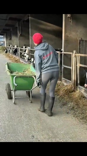 Next-Generation Farming: Feeding Calves with Hay for Strong Development