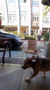 28 reactions | Sweet, adoptable pup Tuttle hits Santana Row! via Coffee Companions Coffee Co | Silicon Valley Pet Project | Facebook