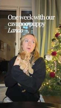 One week with our new cavapoo puppy Lando 🐶 #newpuppy #cavapoopuppy #puppytraining #dogmum