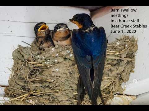 Stable Life: A Barn Swallow Family at Bear Creek Stables