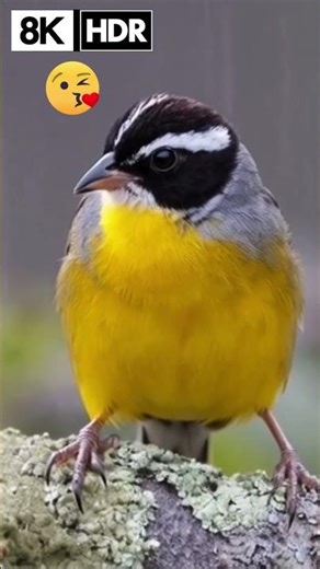 Amazon Birds Must See Tropical Rainforest Birds 16k