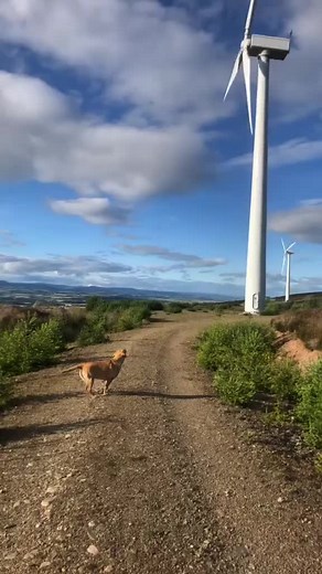 Cute Dog Dancing to the Beat: Adorable Puppy Moments