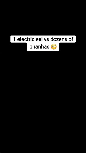 Epic Battle: Electric Eel Confronts Dozens of Piranhas!