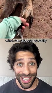 Learn how to protect yourself if a kangaroo attacks you