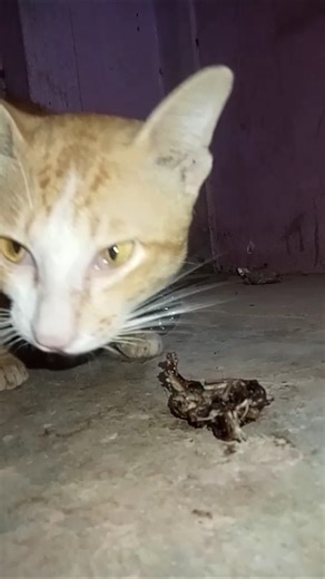 Hungry homeless cat eating fish bone #cat #shorts