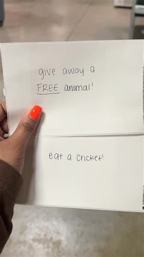 Comment below if you got the FREE $300 Mossy Leaf Tail Gecko! Comment other animals you would want us to giveaway for FREE! Who wants to see Austin eat a cricket? 🦗 #trending #reptiles #explorepage #reptilesofinstagram #trendingreels #undergroundreptiles #reptilelover #trendingnow #reptile #mossyleaftailgecko #leaftailgecko | UNDERGROUND REPTILES