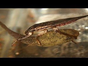 Aquatic Insects in Food Webs (Short)